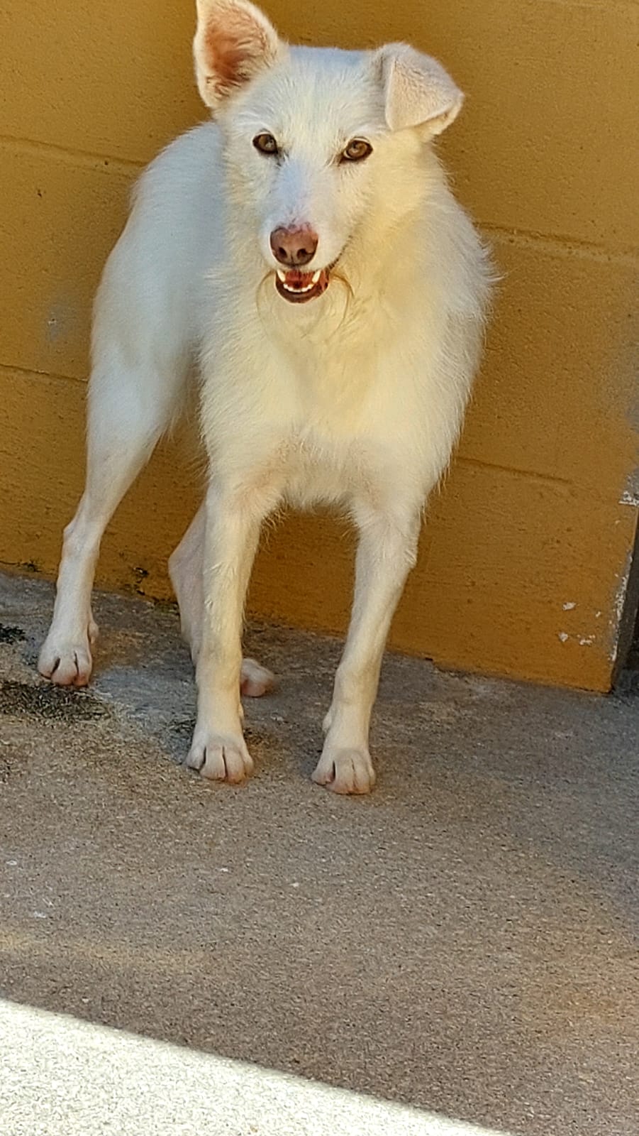 Blanca