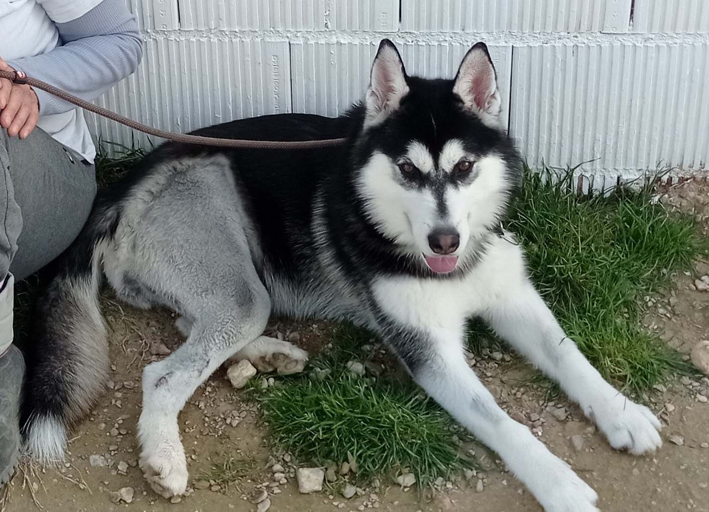 Indi