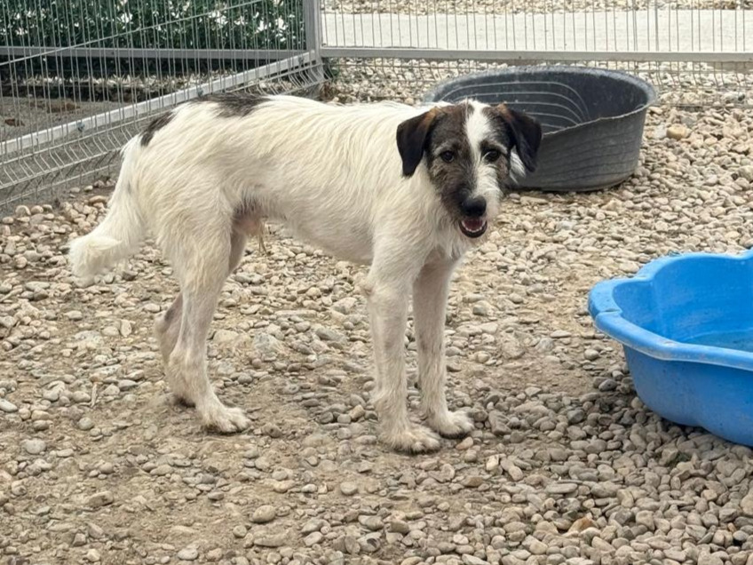 🐾 Verspielter junger Fabi 🐕