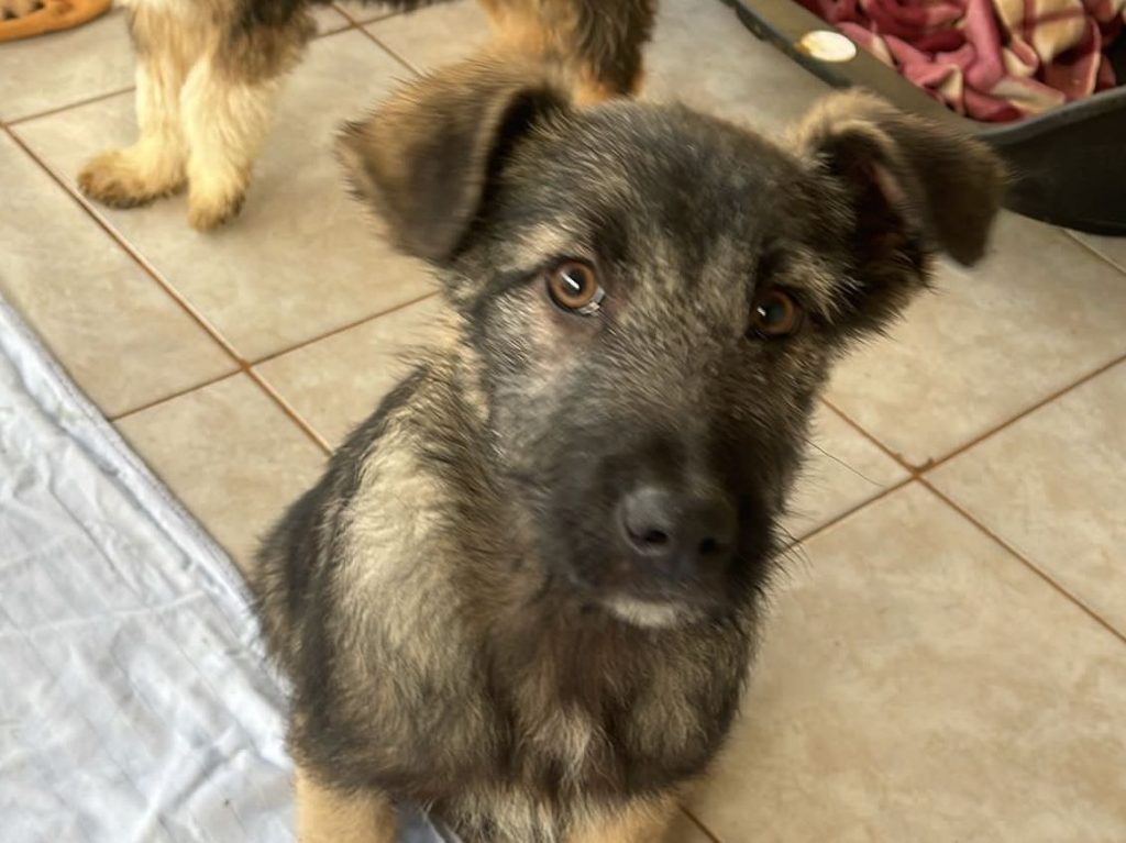 Filou💕neugieriger Rüde