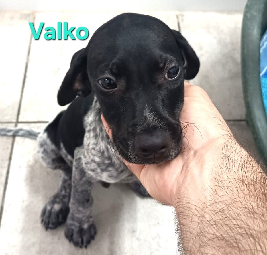 Valko