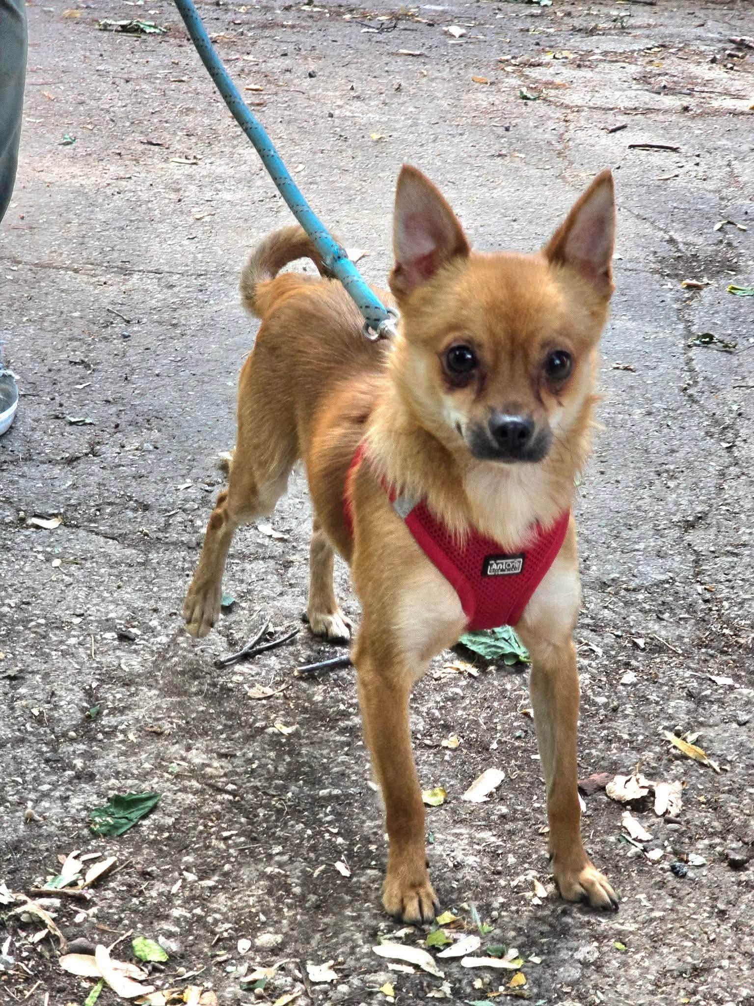Pino ❤️
