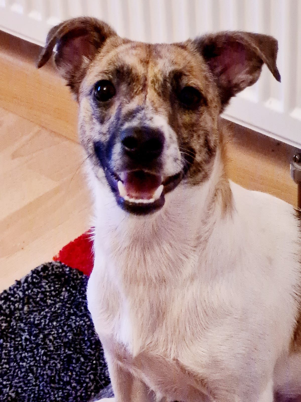 Sparky