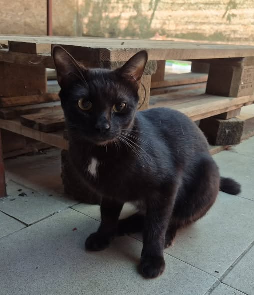 Schwarzer Kater 222825