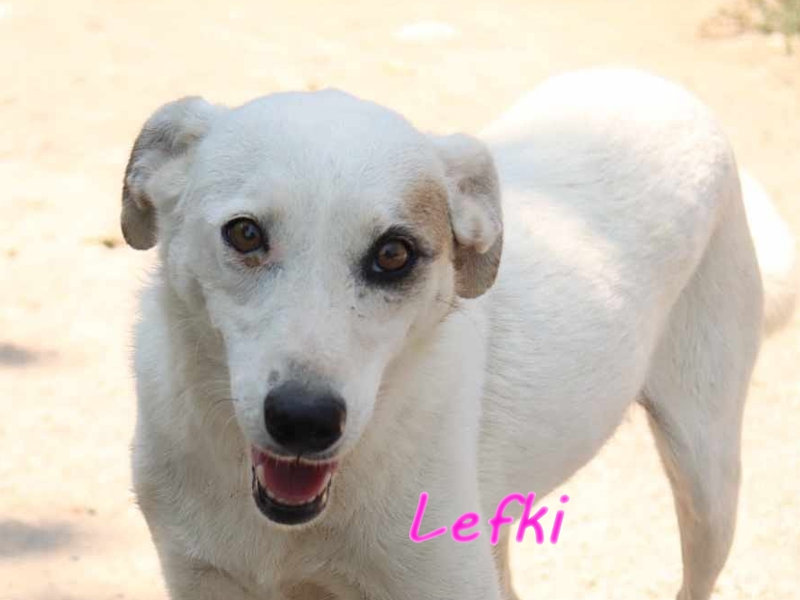 Lefki