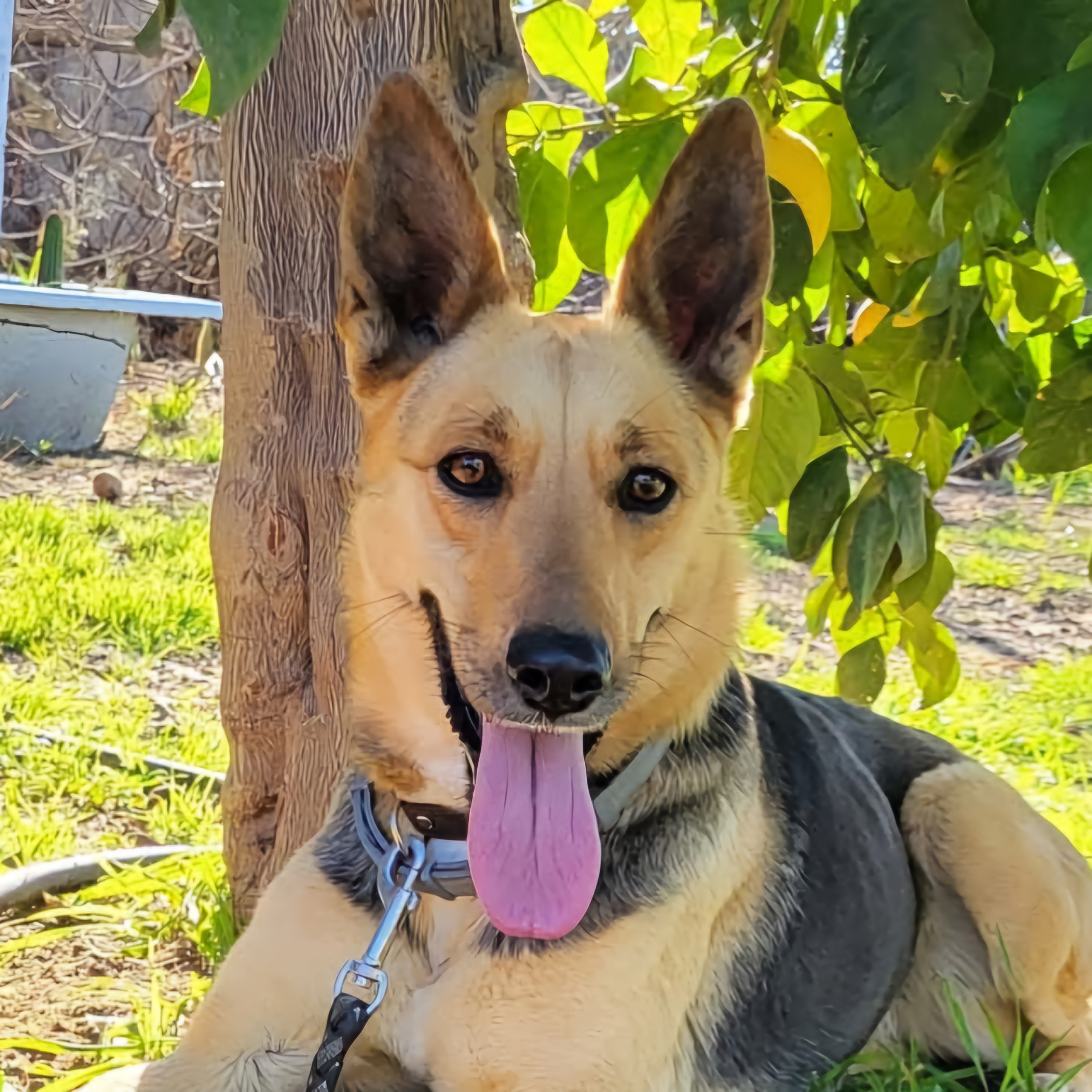 Perla
