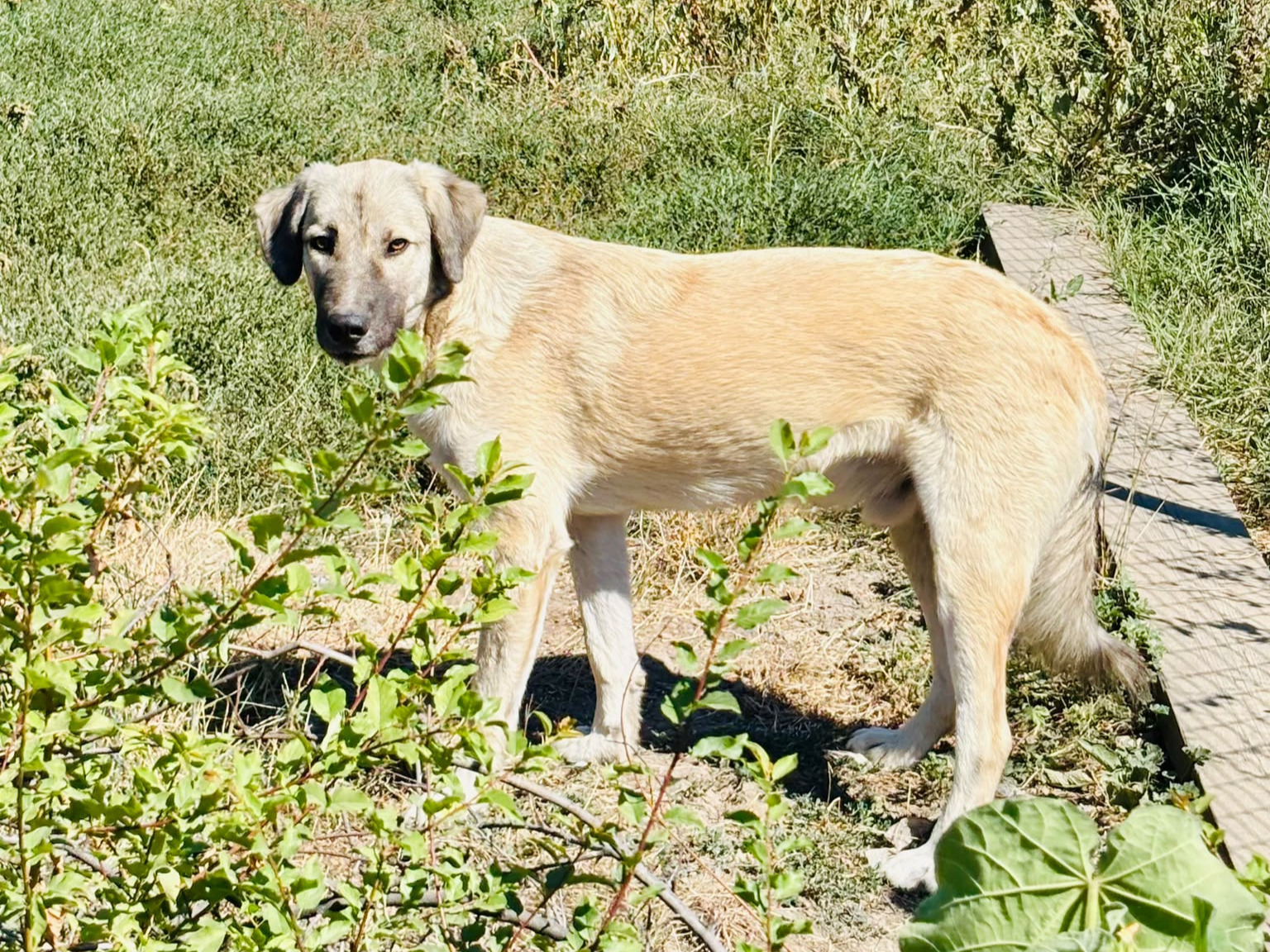 🐾Sanfter Goldie sucht dich🐾