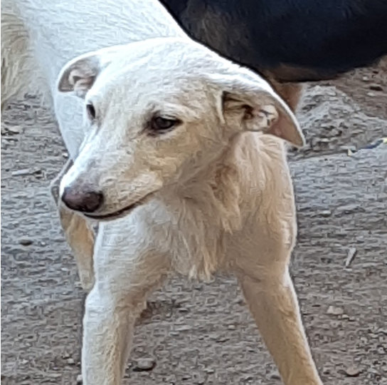Chico sucht seine Familie