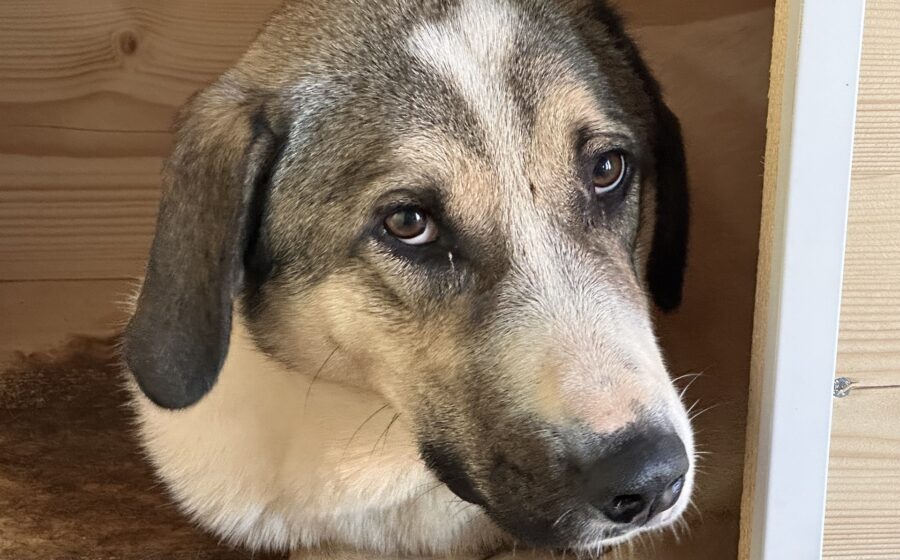 Rupi