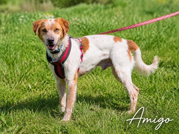 🐾 Amigo – will nach Hause