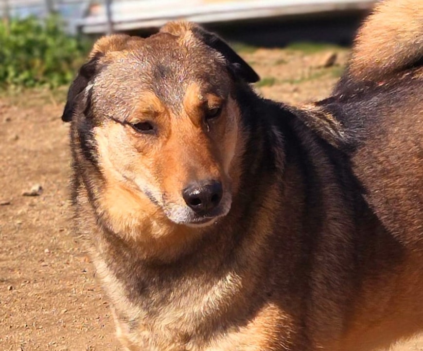 Gino