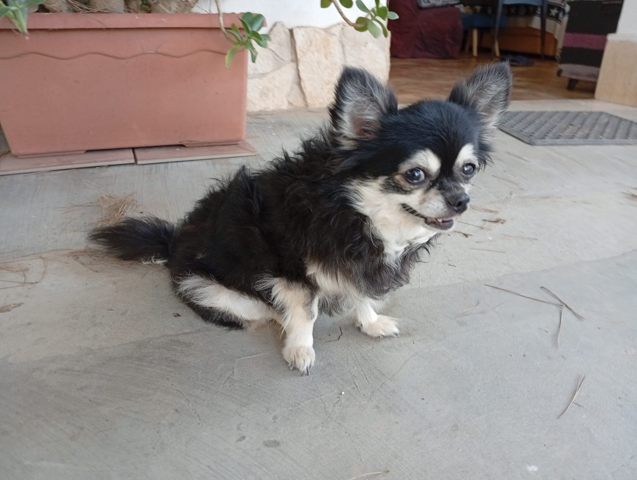 Tinka
