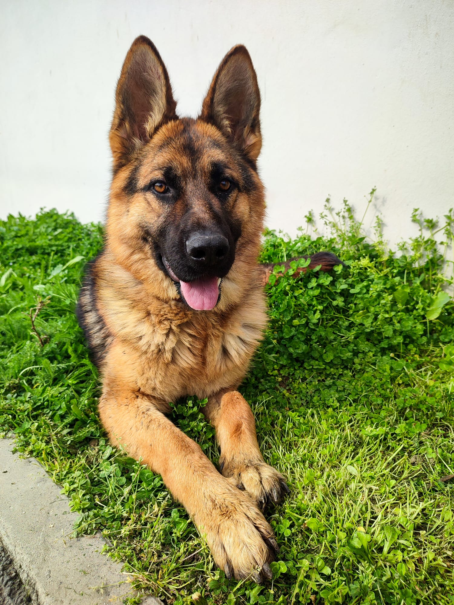 Tasha