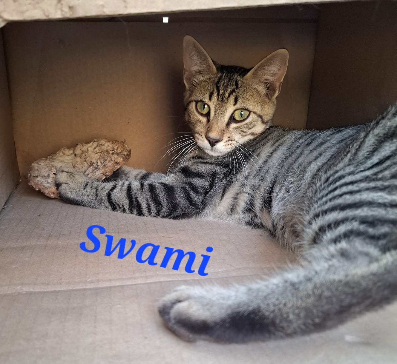 Tiche und Swami