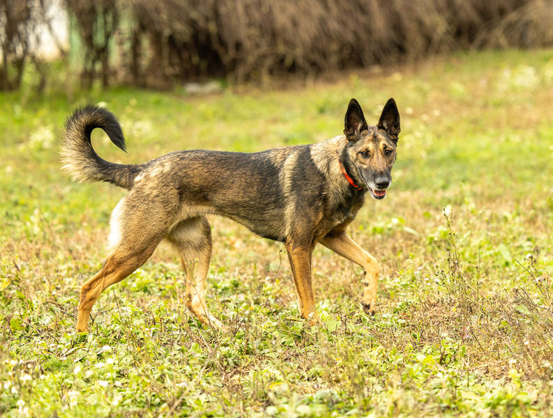 HERA