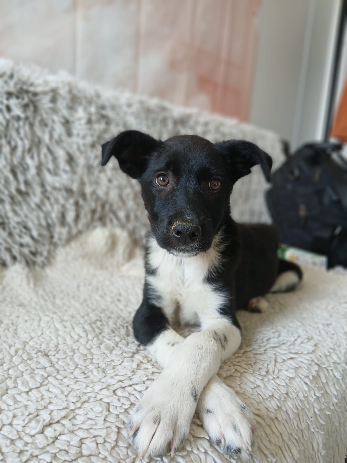 🍀 Kleiner Welpe Oscar 🌞