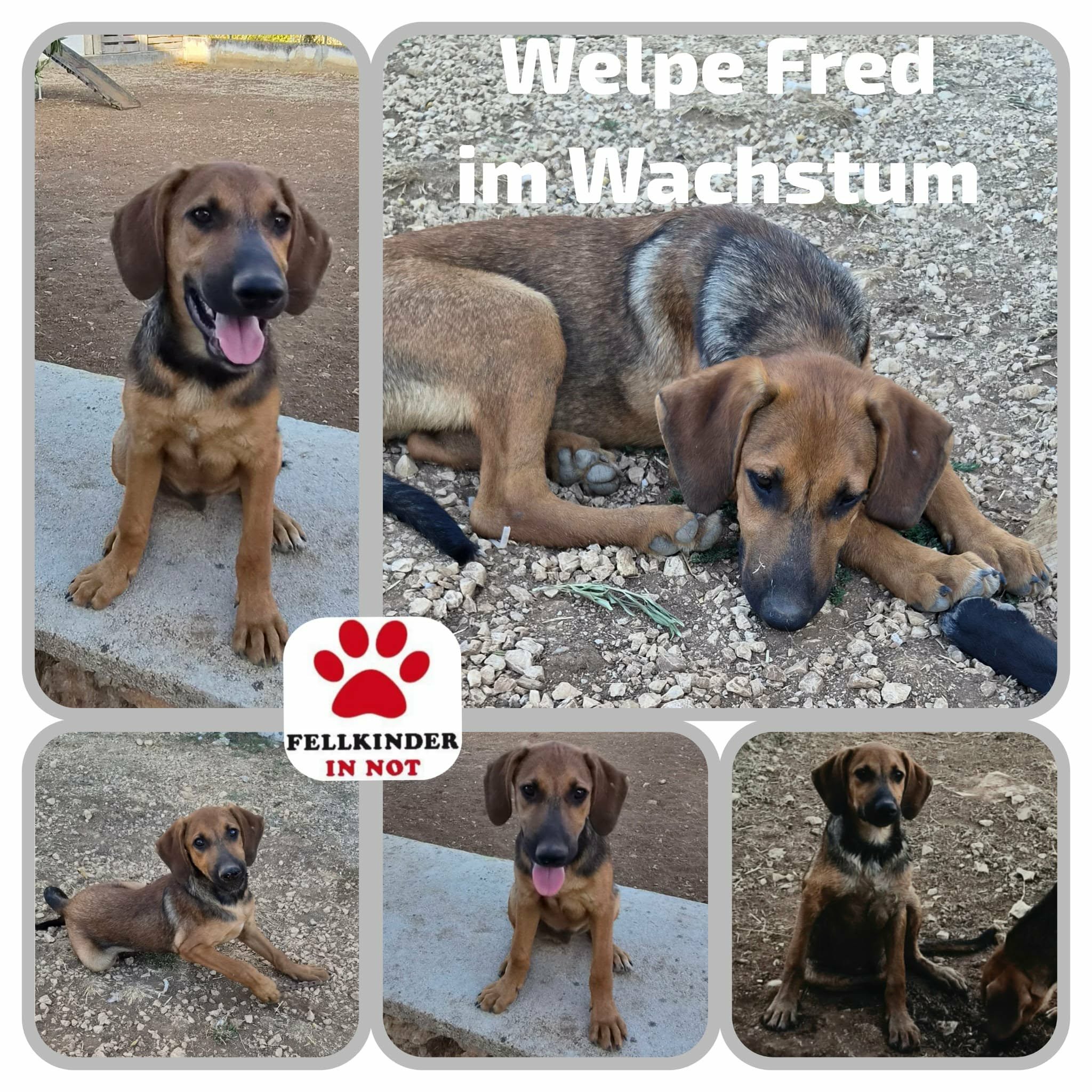 Fred