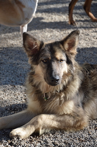 Lupo