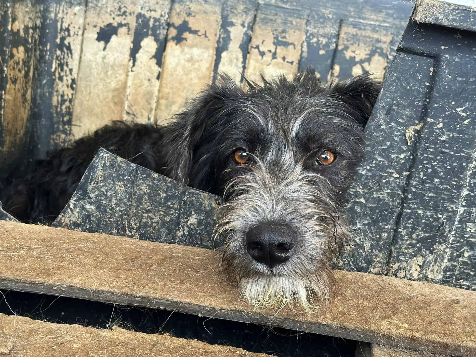Siggi