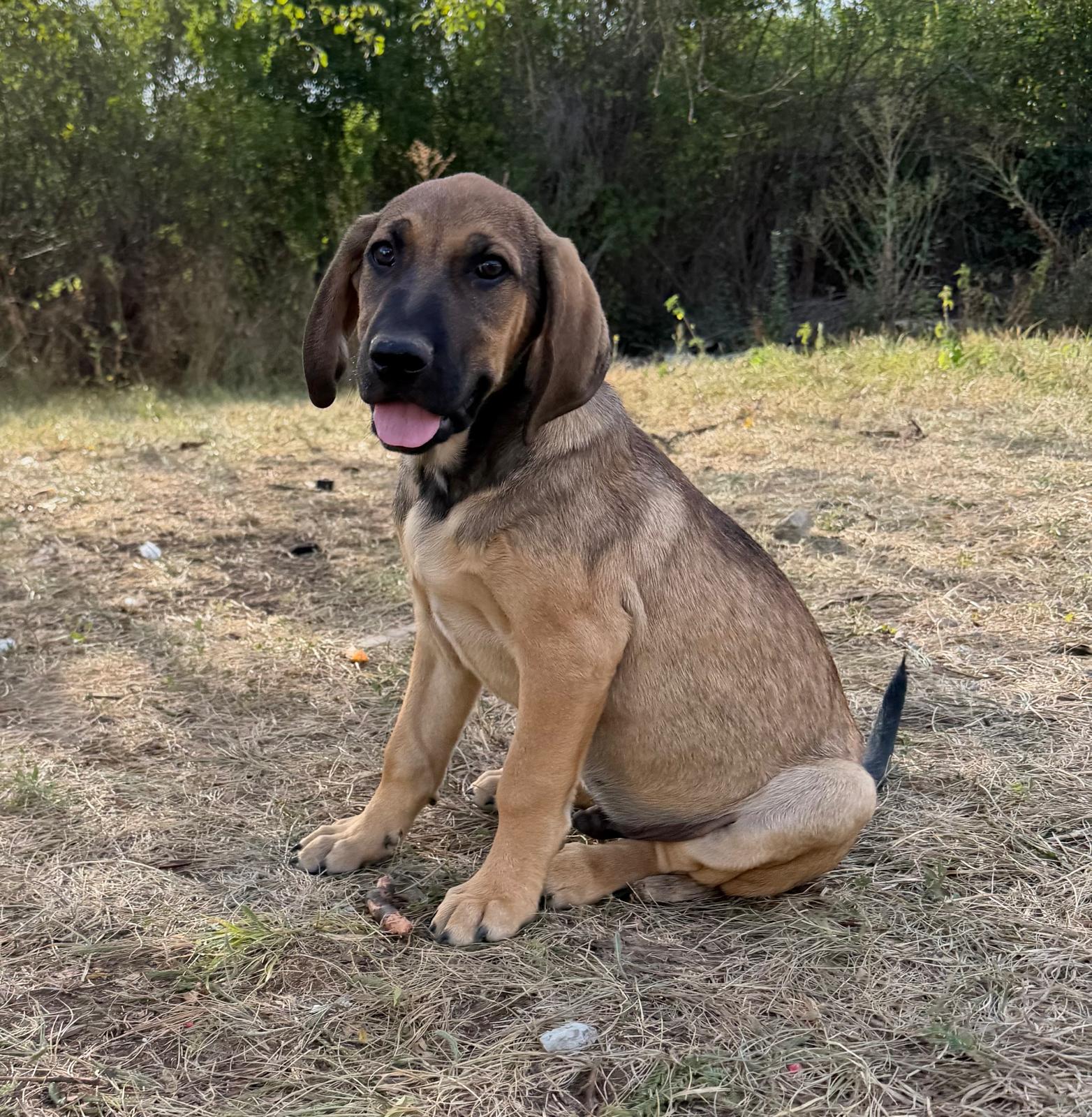 Lio
