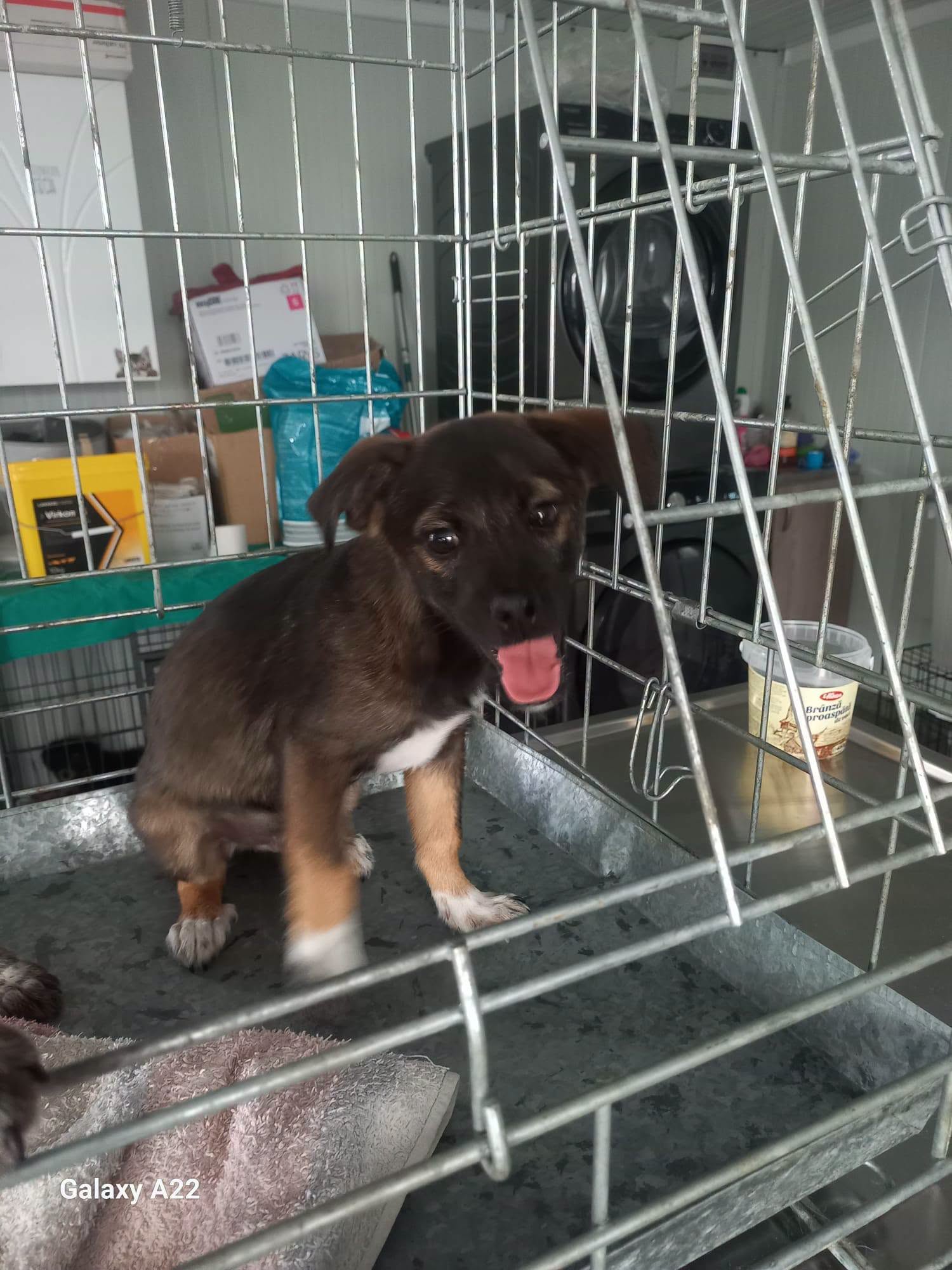 Torino 🐕