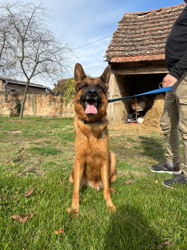 Schäferhund Magnum