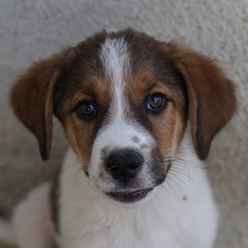 Florin