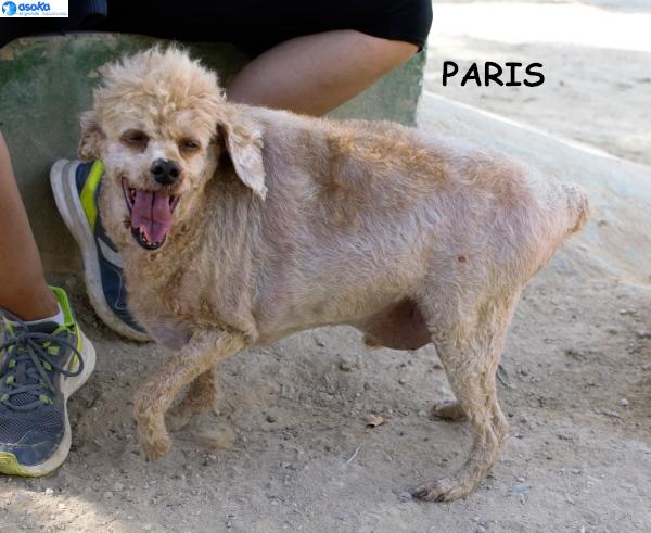 🍀PARIS🍀- fröhlicher Senior