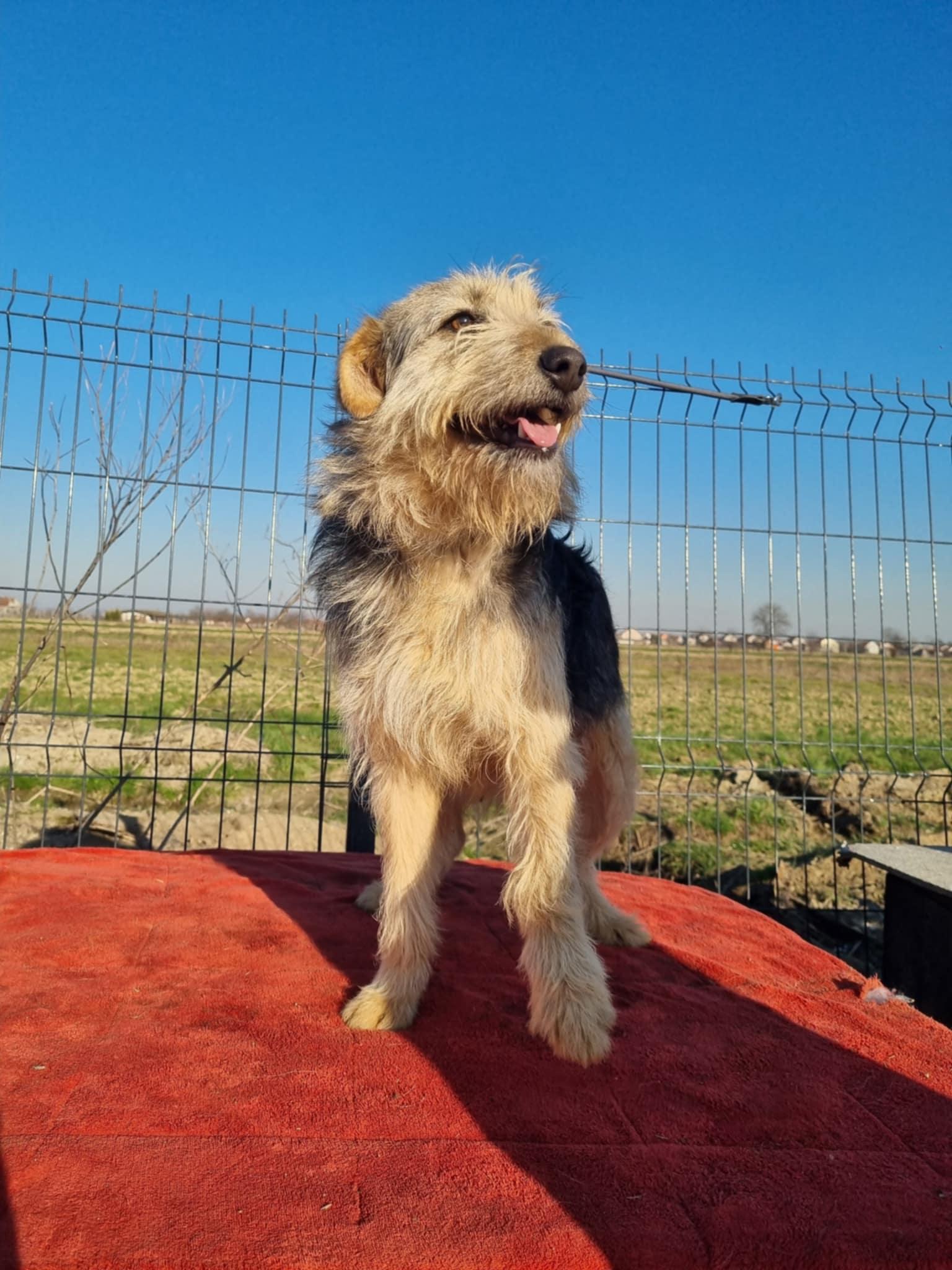 Roxy – treue Seele und aktiv