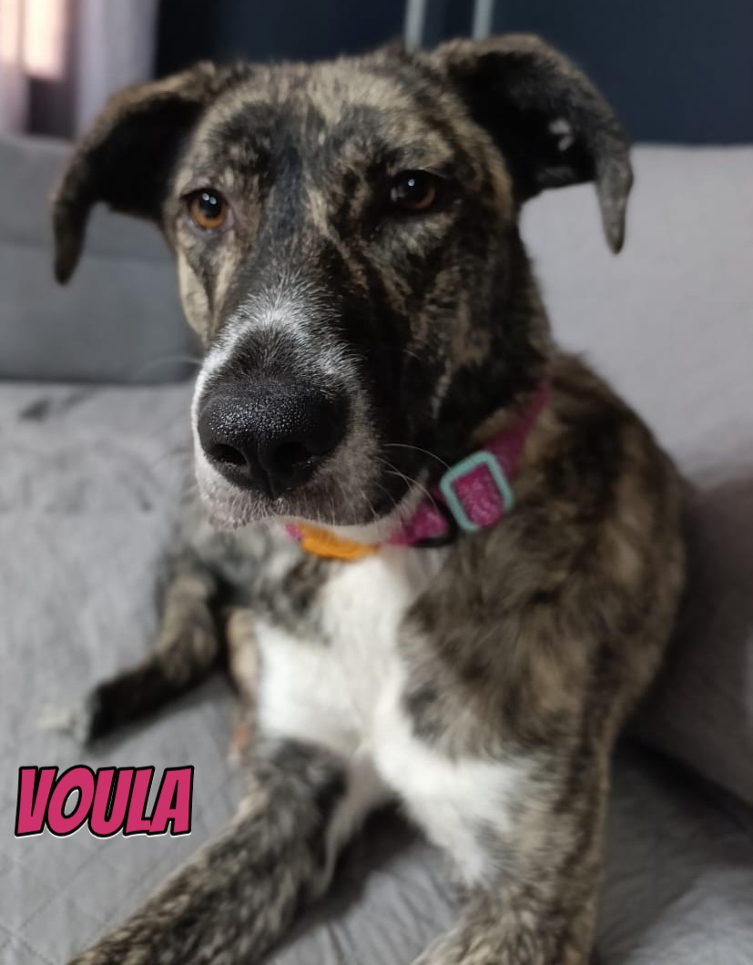 Voula