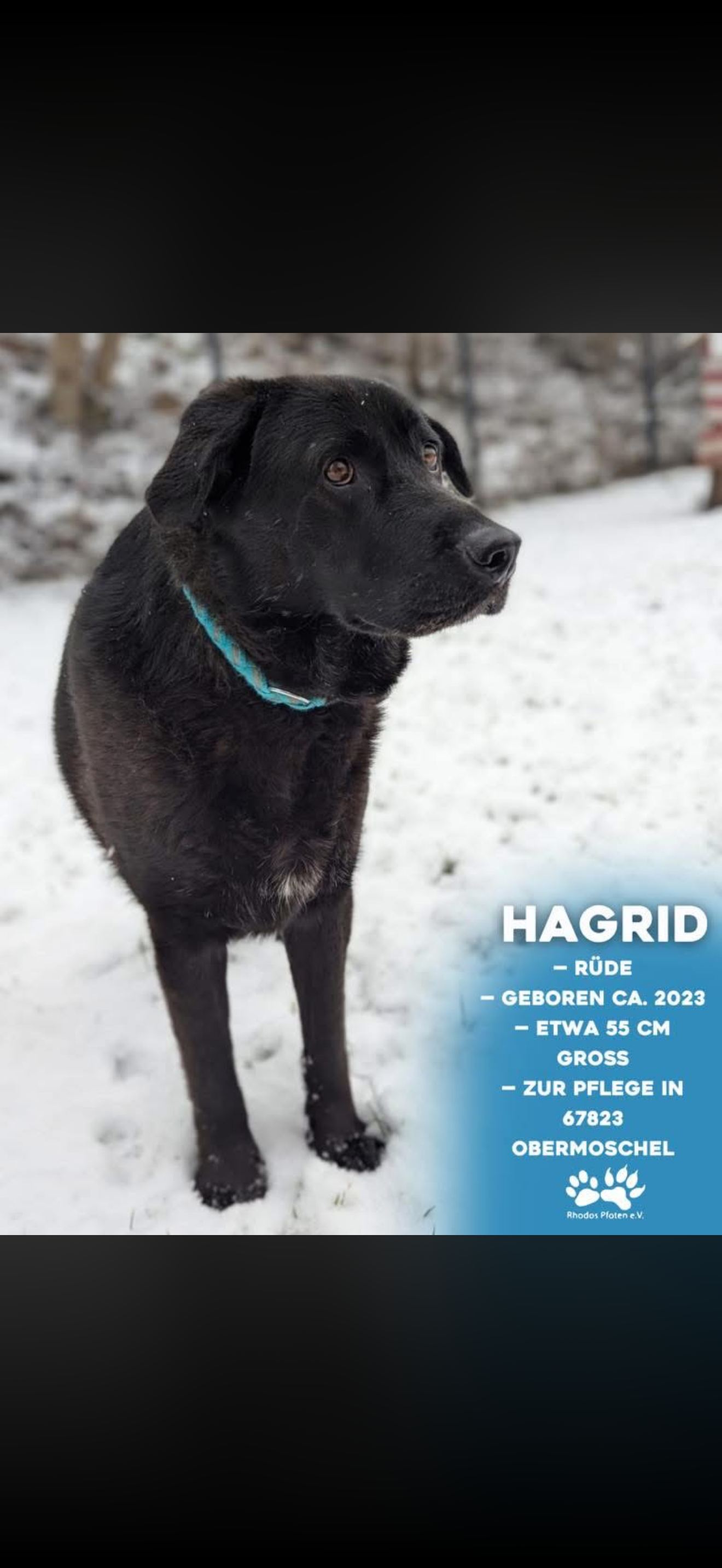 Hagrid