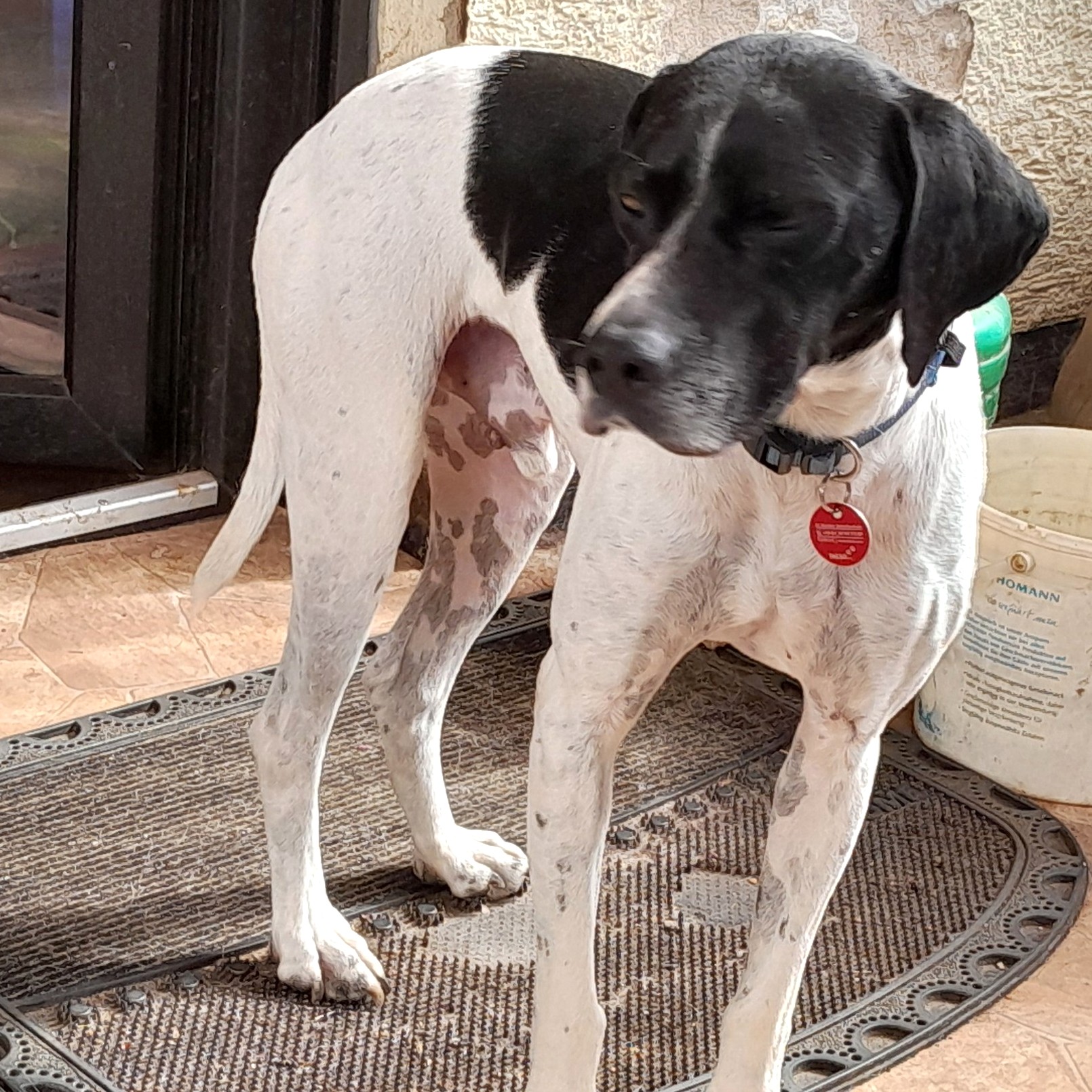 Pongo