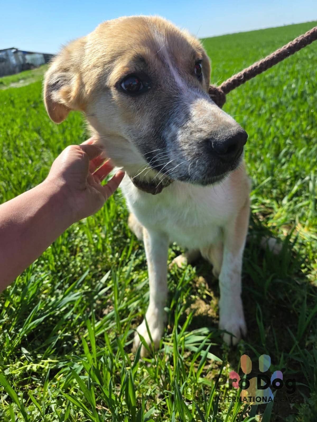 Piper