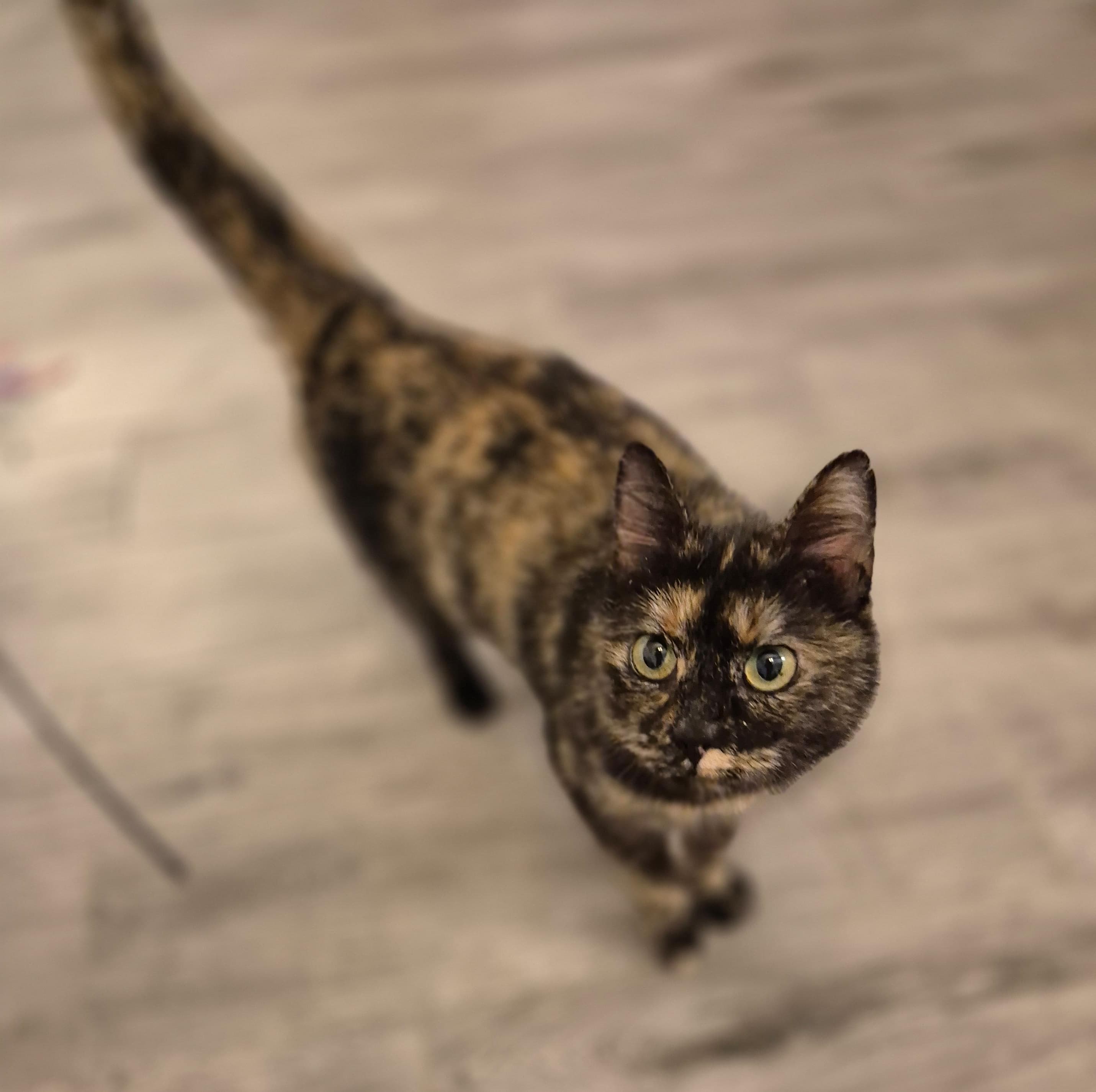 Sissi 🐾 🐈‍⬛