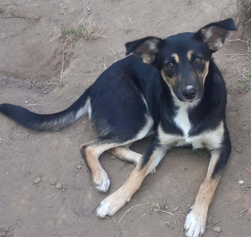 MAYA