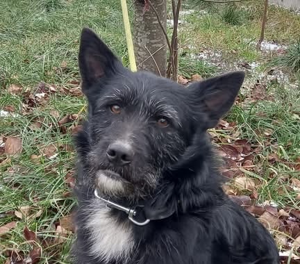 Norbert