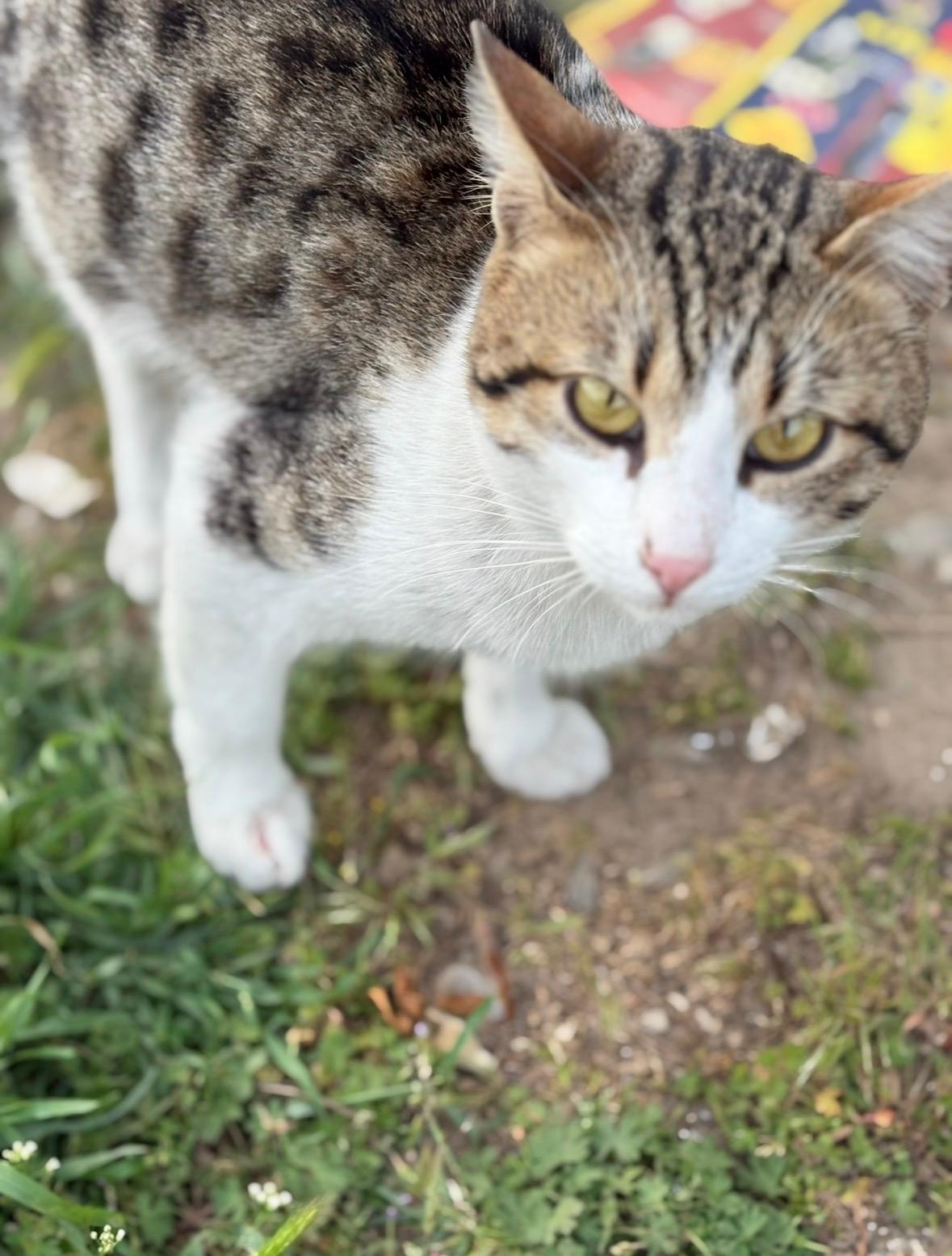 Axel