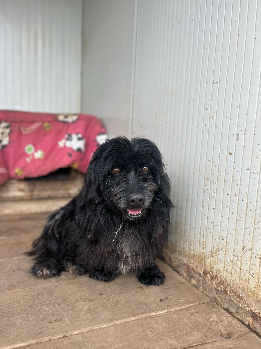 Tobi