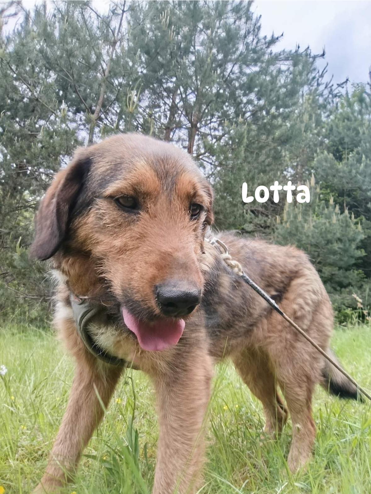 Lotta - Jagdterrier Mix