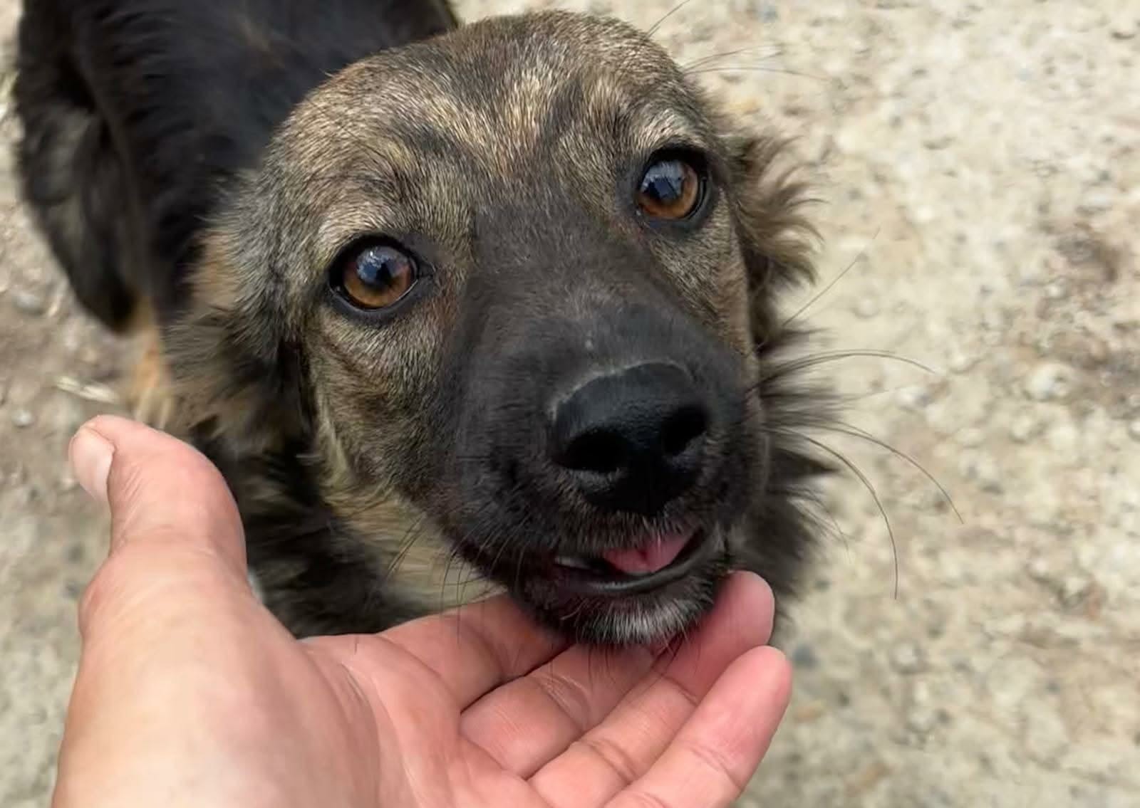 Yoko🐾fröhliche Junghündin