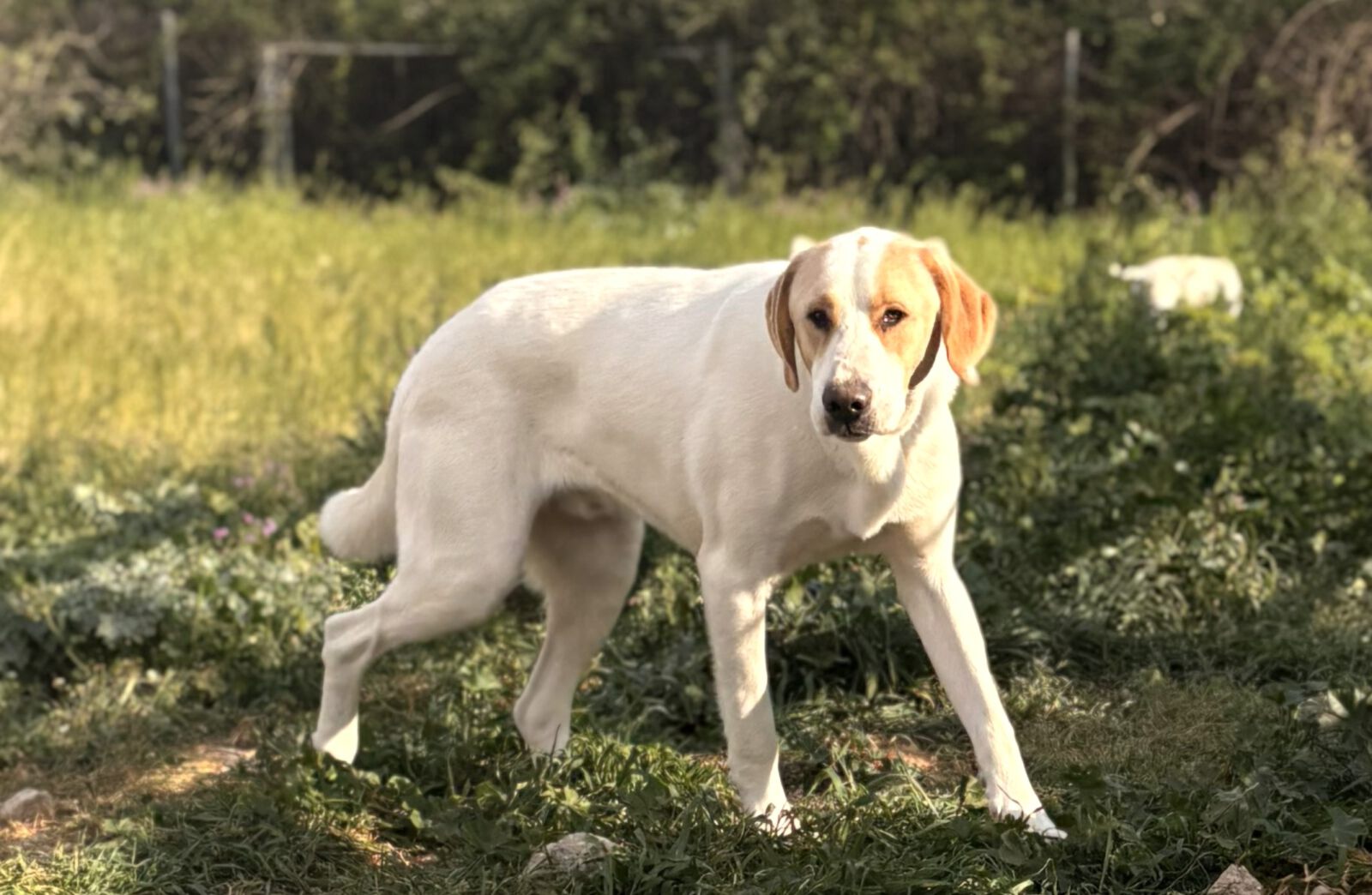 Monty