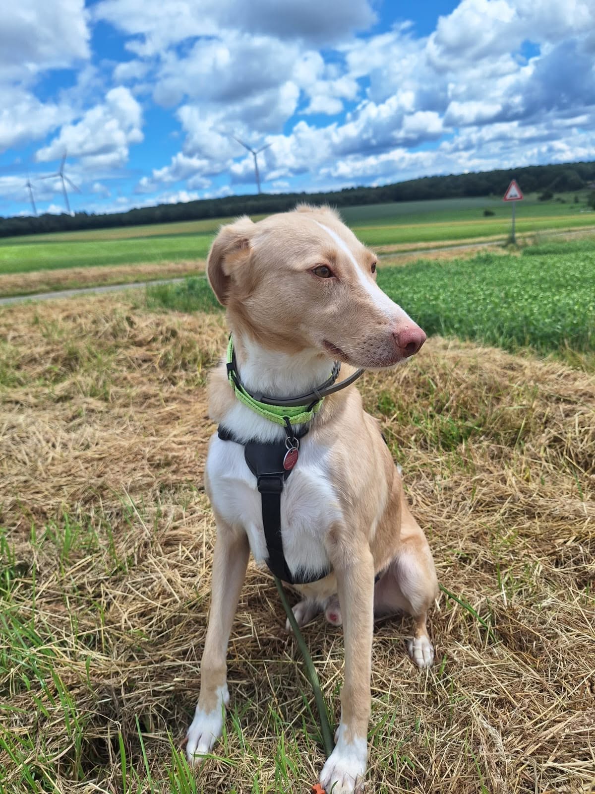 Cream ❤️ - sucht aus 55483