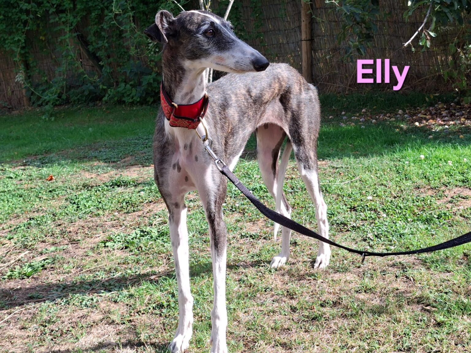 Elly- in Deutschland
