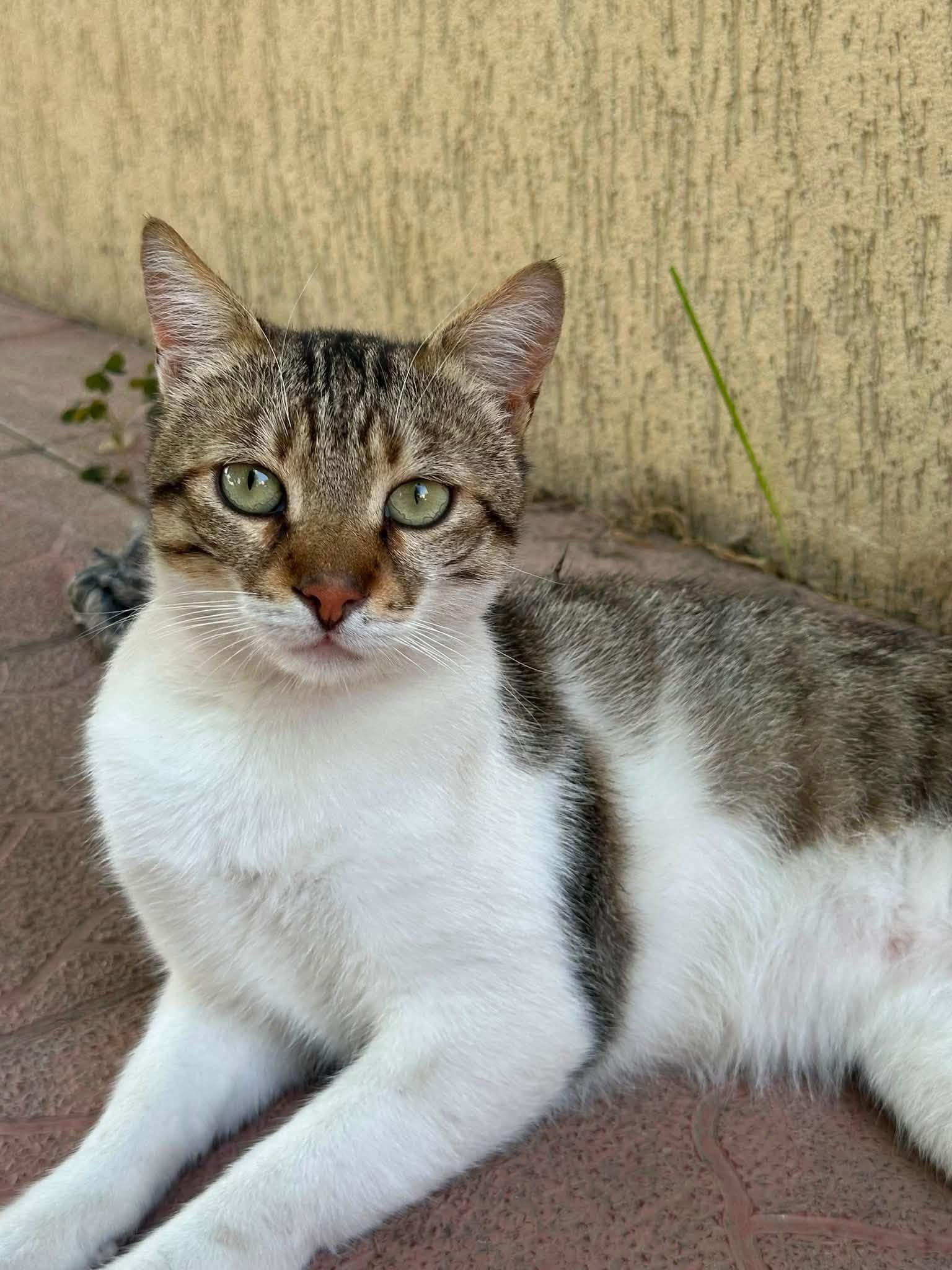 Ursu