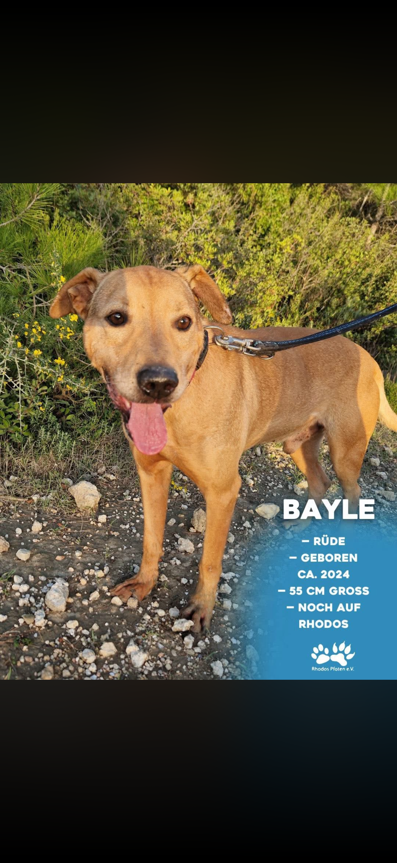 Bayle