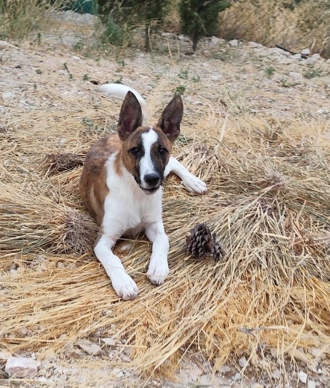 Drako