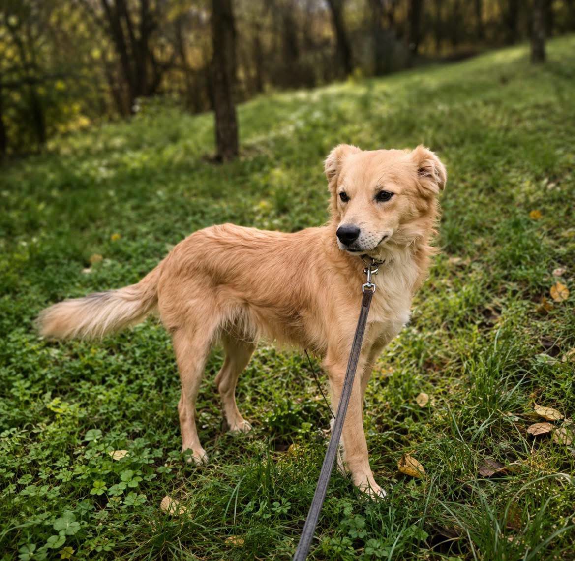 Benji