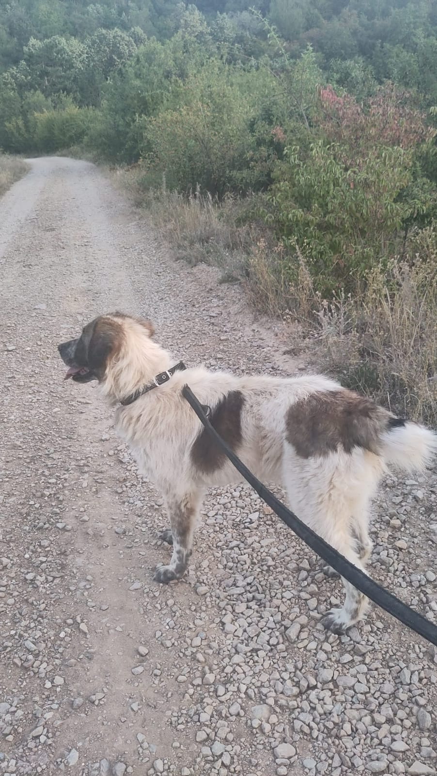 Kali