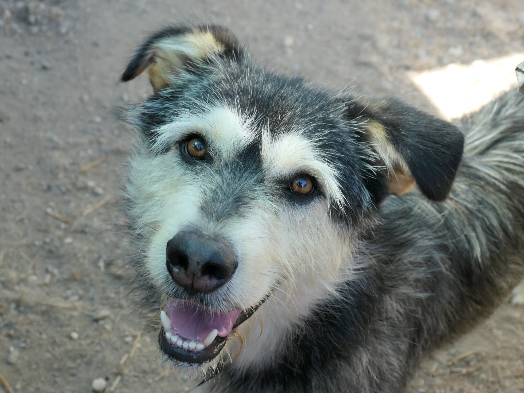 Herzenshund Joker