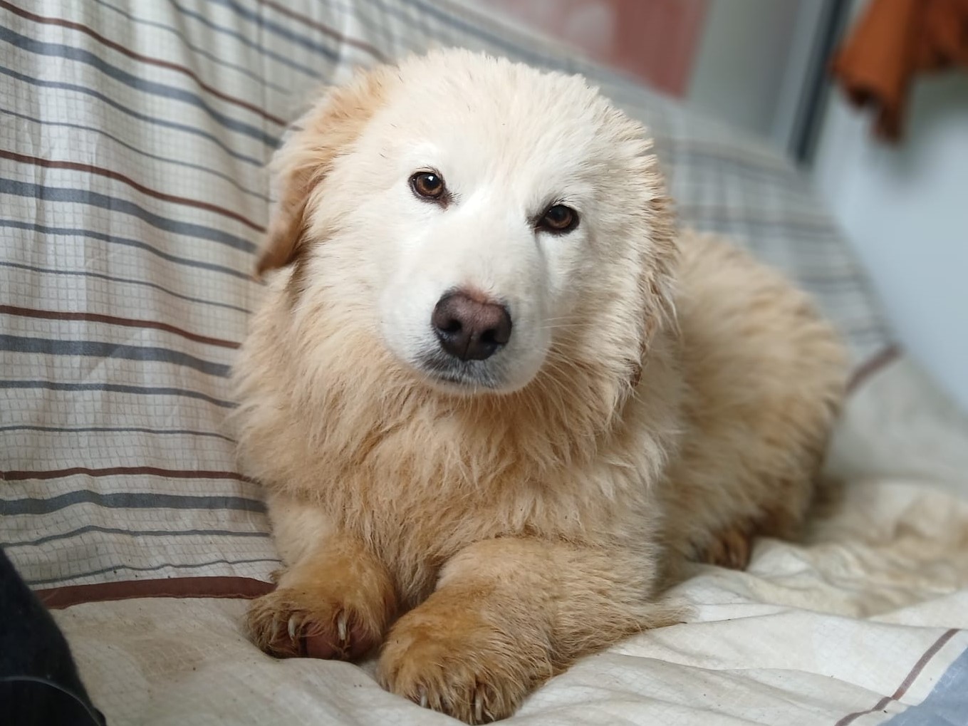 💛Fröhlicher Junghund Kevin💛